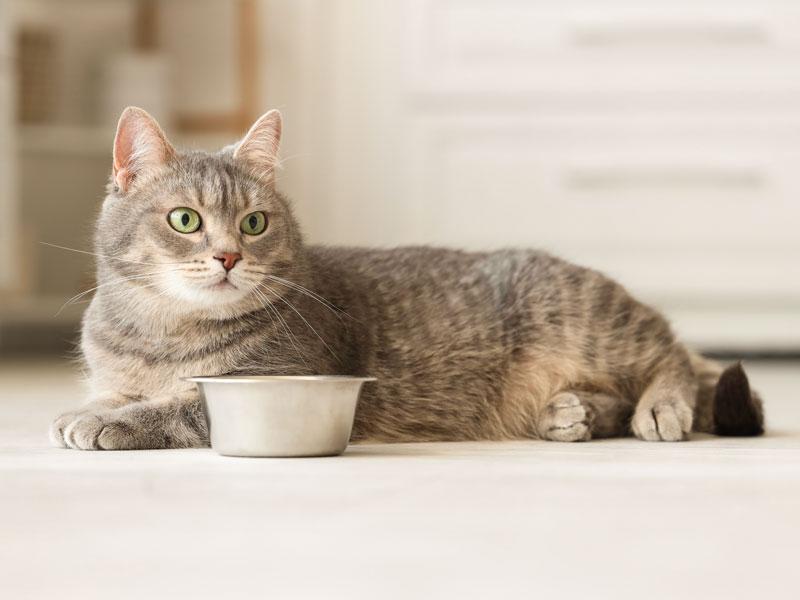 Chat devant sa gamelle